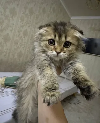 Игривый кот
