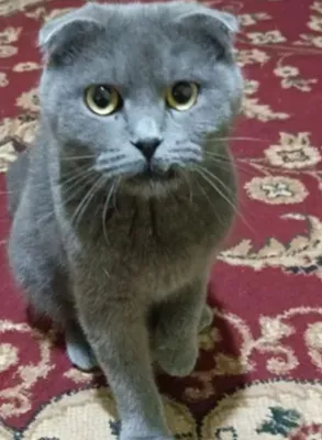 Zotdor Britaniya Kaltatukli (British Shorthair) – Nasl ko'paytirishga 1