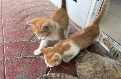 Mushukchalarni mehribon qo‘llarga BEPUL beraman! 1