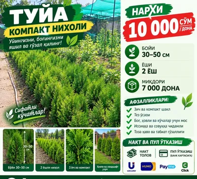 Туя, компактная форма можжевельника 1