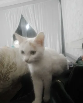Котёнок, очень здоровый 1