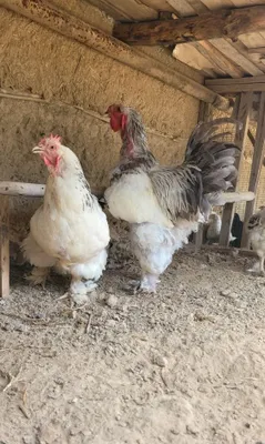 Куры и петухи породы брама, домашние, срочно