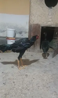 Dakan joja xo‘roz 1
