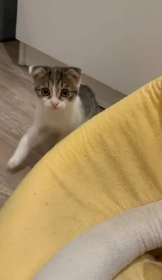 Отдам котенка бесплатно 1