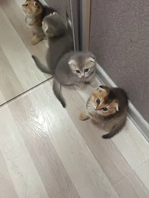 Кошка породы скоттиш-фолд 1