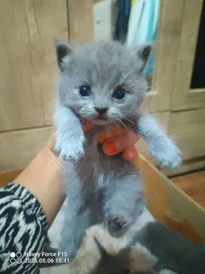Продаются премиальные котята Scottish Fold — белоснежный красавец 1