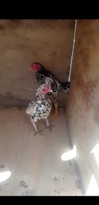 ко шамолар сотилади 1