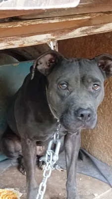 pitbul 1