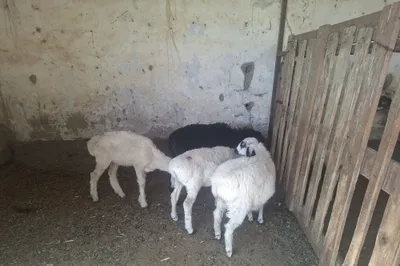 Баран. Белый тагал. Казахский. 1