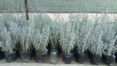 Лаванда кучатлари, катта