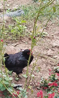 Assalom ustozlar tovuq bor sotladi narxi arzon 1