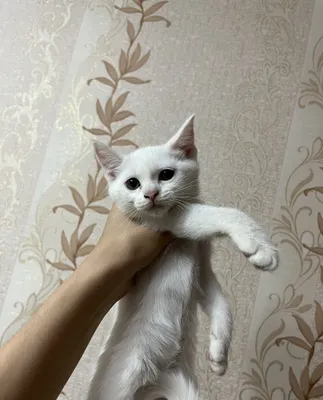 Отдаю котят в добрые руки 1
