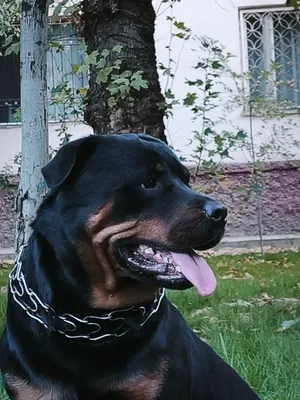 Ждём невесту. 1
