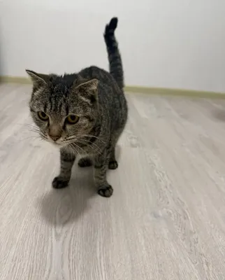Отдадим кошку в добрые руки 1