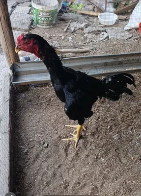10 oyli joja sotiladi 1