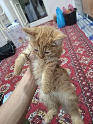 Scotish straght, скотиш страйт 1