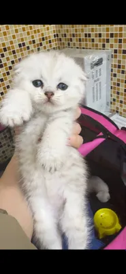 Scottish Fold chinchilla sotiladi. 1