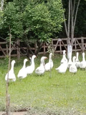 Linda zotli g‘ozlar sotiladi! 1