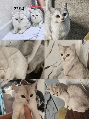 Mushuklar shinshila F1 1