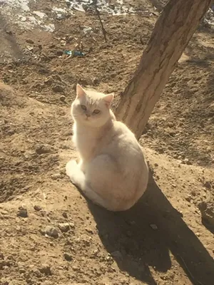 Kochada pul evaziga mushukka tegishga ruxsat berishadi Kochada pul evaziga mushukka tegishga ruxsat berishadi