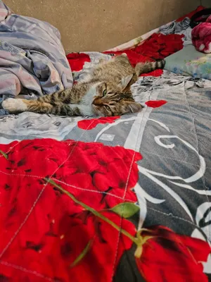 Котёнок в подарок 1