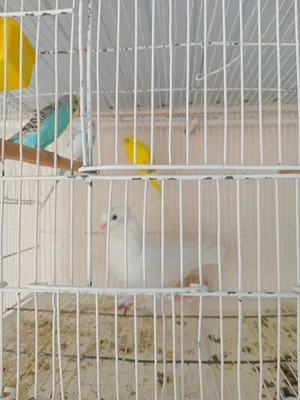 Продаются разные птицы 1