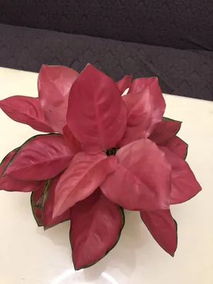 Aglaonema guli 1