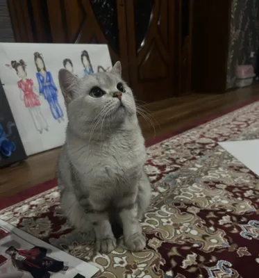 Британский короткошёрстный кот Silver Chinchilla для вязки 1