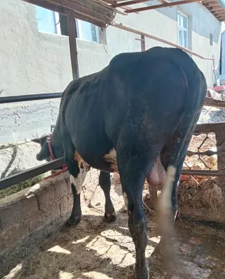 Buqa sotiladi 1,5 yoshdan utti 1