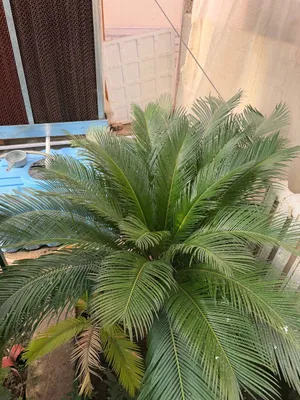 Sago palmasi 1