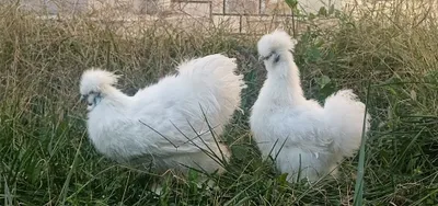 Xitoy ipak tovuqlari: urg‘ochi va erkak, ikkalasining narxi 1