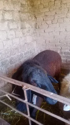 Продаётся баран