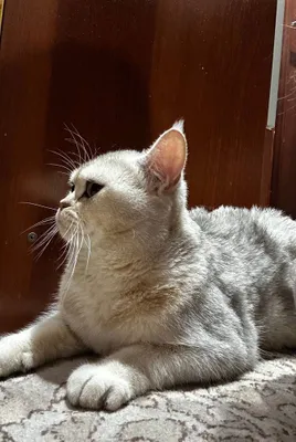 Британская короткошёрстная 1