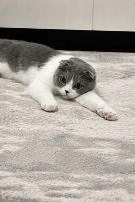 scottish fold 6 oylik 1