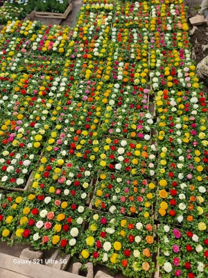 Ranunculus Lutik 1