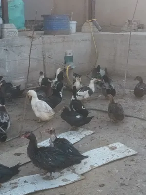 Продаются утки