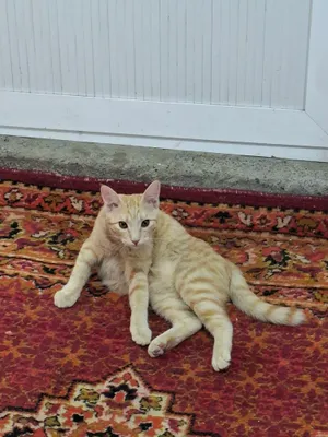 mushuk tekinga beriladi 1