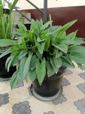 honaki gullar sotiladi 1