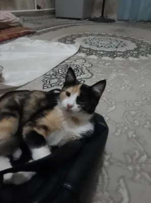 Продаётся котёнок, 6 месяцев