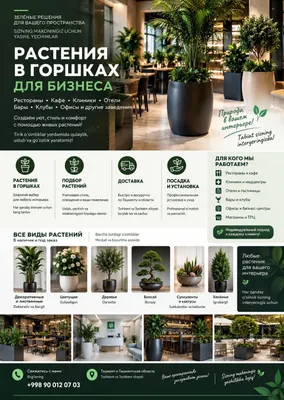 Самшит растения