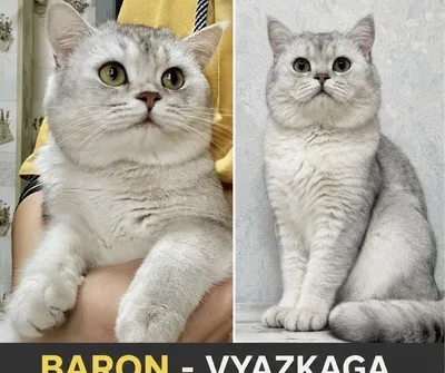 Вязка для получения чистокровного британского котёнка 1