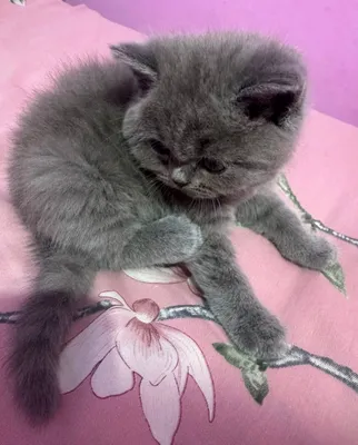 Продаётся британский котёнок 1