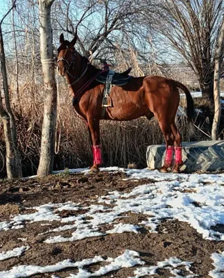Продаётся лошадь для уло́ка 1
