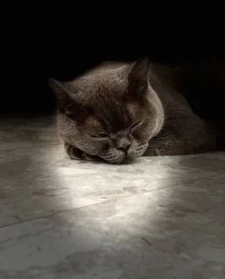 British scottish fold cat. Mushuk sotiladi 1