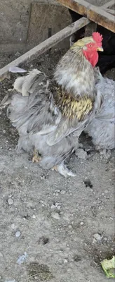 Yarim tunda porno Lift seks porno tomosha