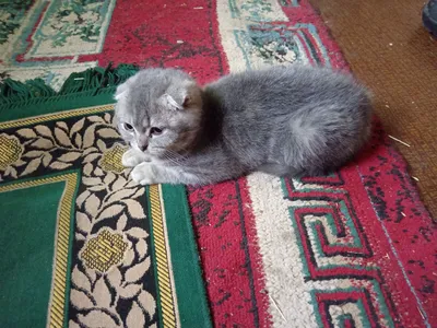 Котик шотландец., 3,5 месяца шиншила