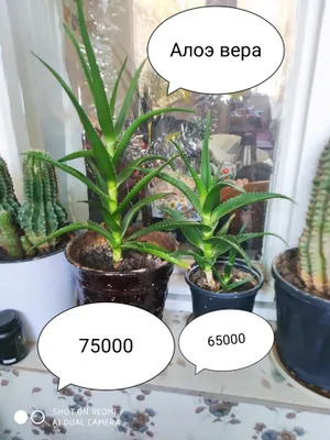 Aloe Vera shifobaxsh gullari