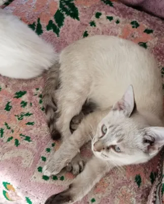 Продается котик! 1