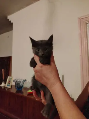 Домашние КОТЯТА в добрые руки 1