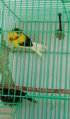 Kanareyka tayyor narlar sotiladi 1